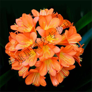 君子兰【h款】芙蓉 肥 小苗5-6片叶成活