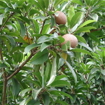 花桂园人心果苗庭院盆栽地栽果树苗水果苗甜当年挂果人心果树苗南方