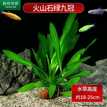 ZXZ水草用品- 京东