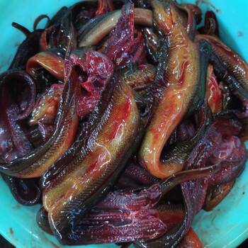 5折正宗黄鳝鱼 现杀鳝片小黄鳝活体现杀长鱼去骨鳝鱼片500g 500g 黄鳝