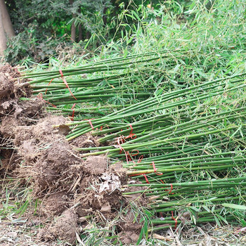 庭院植物地栽 竹子苗紫竹青竹 罗汉竹竹苗竹根竹子四季青 别墅围墙