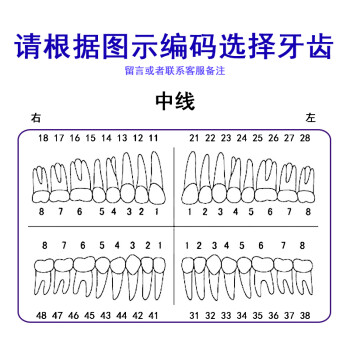 牙科牙医考试离体牙仿真树脂牙散牙粒口腔离体牙备牙练习开髓腔牙位16