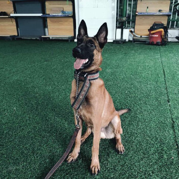 狗活体德牧犬黑狼黑弓背中型犬幼犬活体纯种狗狗爆红马犬幼犬幼犬活体aaa 公 图片价格品牌报价 京东