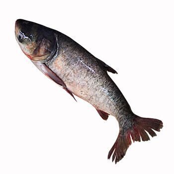 品鲜肴淡水鱼生态胖头鱼花鲢鱼整条自然捕获鲜活现杀淡水海鲜水产净膛