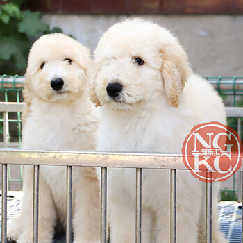宠乐汇巨贵巨型贵宾泰迪幼犬活体宠物狗狗活体狗狗幼犬幼崽小狗公母视频挑选纯种血统ngkc品质纯种aa级