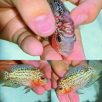 泰国罗汉鱼活体罗汉鱼苗起头爆头鸿运马骝纹火凤凰观赏鱼 f26精品小泰