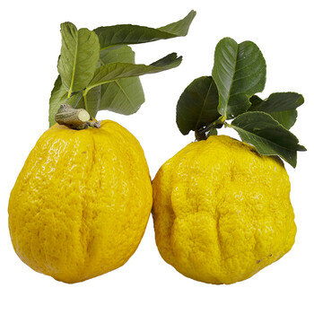 云南香橼果 大果 新鲜佛手柑 农家香园 清供果 3斤(优选)