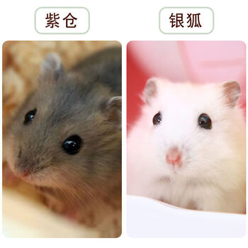 活体三线银狐金丝熊仓鼠宠物一只仓鼠宝宝幼崽包活一对情侣紫仓银狐母