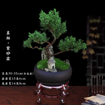真柏新款- 真柏2021年新款- 京东