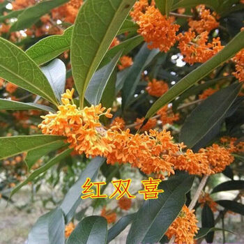 开花桂花树苗盆栽客厅庭院室内外浓香型花卉绿植好养的花红双喜3年苗