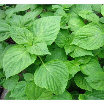 紫叶苏紫苏子绿叶苏绿苏子蔬菜种子阳台庭院种菜盆栽四季易种菜籽绿苏