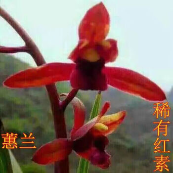 春兰素花排行- 京东