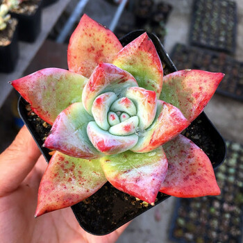 原始卡罗拉多肉植物组合盆栽肉肉新手植物办公室创意花卉绿植 卡罗拉5