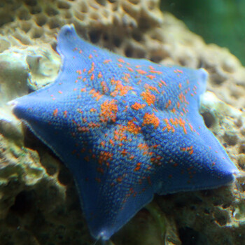 海星宠物活物学生宿舍好养翻砂蓝正海星活体非章鱼黄金乌贼螳螂虾35cm