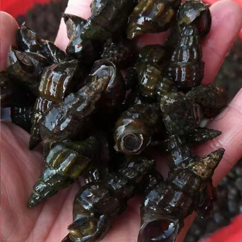 扭纹螺鲜活深山山坑螺爽口山坑螺螺丝螺水产3斤