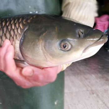 悅芳華旗艦店正宗大草魚淡水湖青魚厚子魚混子魚現殺殺肚去腸去除魚鰓