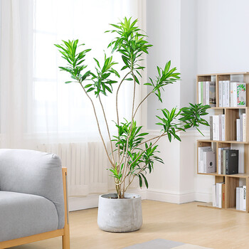 百合竹大盆栽客厅大型绿植造型百合竹老桩阳台一物一拍好养大绿植