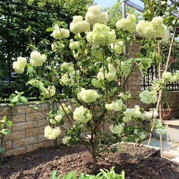 中華木本繡球花苗大花木瓊花木八仙花室外庭院地栽盆栽耐熱耐寒 中華