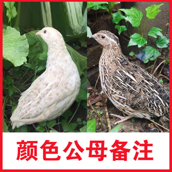 鹌鹑活体鹌鹑鸟活体活物种青年下蛋繁殖宠物鹌鹑活体正常发货 3公7母
