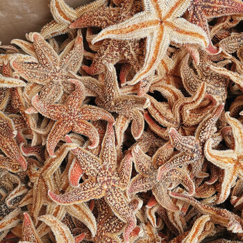 中药材 海星 泡酒料 海星干海盘车海星干货500g 滋补煲汤泡酒