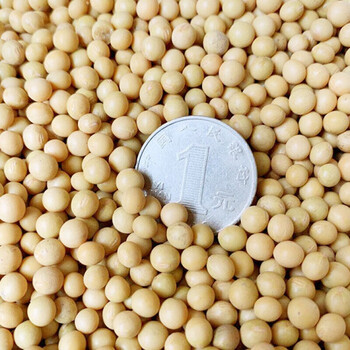 极小粒珍珠粒黄豆发酵纳豆专用豆新鲜芽豆5斤装2500克
