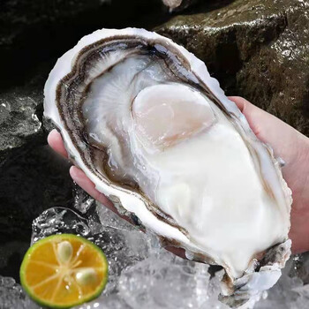 【三倍体】乳山生蚝鲜活特大牡蛎生鲜贝类新鲜海蛎子清蒸小肥蚝带壳