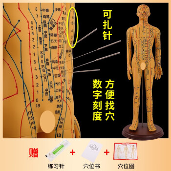 人体穴位图模型型号规格- 京东