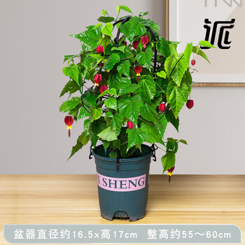 花东p对 藤本花卉悬风铃花蔓性红灯笼花盆栽藤蔓植物庭院阳台爬藤四季开花红萼苘麻红萼茼马 蔓性风铃花 150 图片价格品牌报价 京东