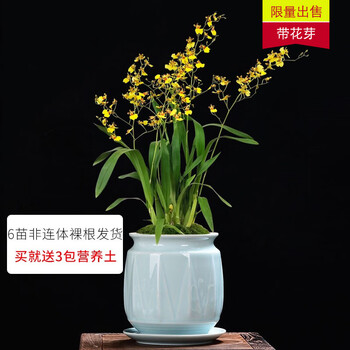 刘阁兰花苗文心兰跳舞兰吉祥兰现带花苞出售精品兰室内盆栽花卉好养6苗 非连体 带4花 加3包兰土 推荐购买 图片价格品牌报价 京东