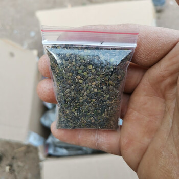 野生红杆荨麻草四川红活麻红霍麻草咬人草红豁麻绿杆荨麻草活麻草