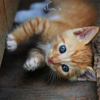 橘猫幼崽活体中华田园猫幼猫活物橘猫幼崽狸花猫三色三花猫幼崽黑白牛奶猫橘色猫 图片价格品牌报价 京东