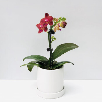 蝴蝶兰好养兰花洋兰年宵花绿植花卉小盆栽容易复花花期超长香妃带花苞花香带盆栽好 图片价格品牌报价 京东