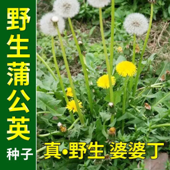 野生蒲公英长什么样(野生蒲公英长什么样子)