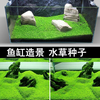 爬地矮珍珠爬地珍珠水草种子金鱼草金鱼藻挖耳草鱼缸水草趴地珍珠号古精1000粒 图片价格品牌报价 京东