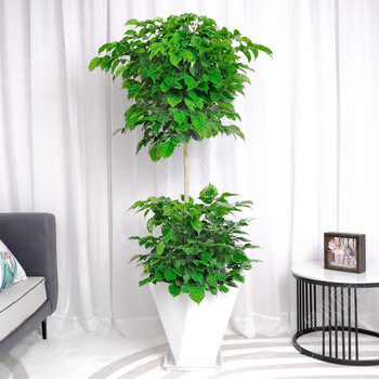 6m【白色三角形水泥盆】