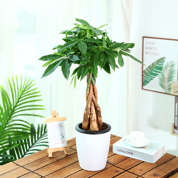 辫子发财树室内盆景客厅办公室开业大型植物盆栽花卉好养易活 独干1米