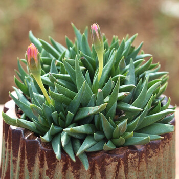 多肉植物小老桩大颗多头大株小盆栽肉肉植物组合盆栽室内绿植照波群生