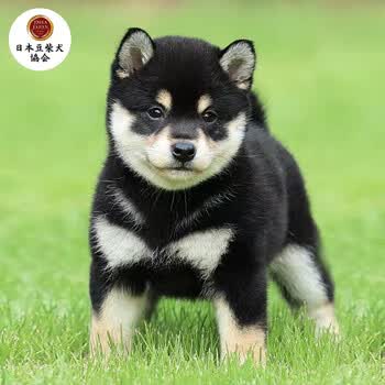 纯种日本柴犬幼犬豆柴宠物狗狗活体公母黑白柴犬北京犬舍cku 血统级h柴公 图片价格品牌报价 京东