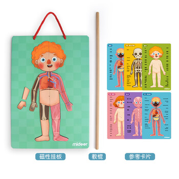 2021新款人体模型玩具儿童幼儿园人体器官内脏解剖模型解刨结构人体