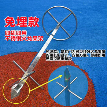 火龙果支架不锈钢种植专用架支撑架子花架盆栽地栽火龙果苗顶圈加厚免