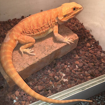 【店铺推荐】鬃狮蜥活体幼体蜥蜴红系温顺上手活物幼体成体新手入门练
