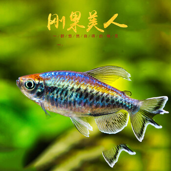 石美人鱼热带红苹果红尾黄金鸽子美人蓝电光彩虹刚果美人鱼活体鱼刚果