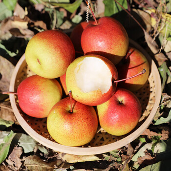 种植新鲜采摘时令水果红肖梨雪花梨当季沙梨脆甜多汁孕妇水果果园直发