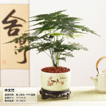 植物底座新款- 植物底座2021年新款- 京东