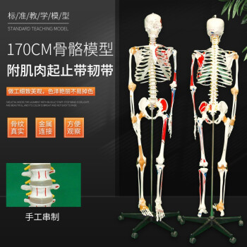 人体骨架模型- 京东
