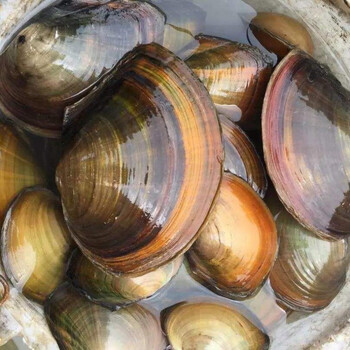 依圣棠淡水河蚌河蚌肉新鲜活体现杀去壳蚌肉冷冻食用河蚌斧足肉冰冻