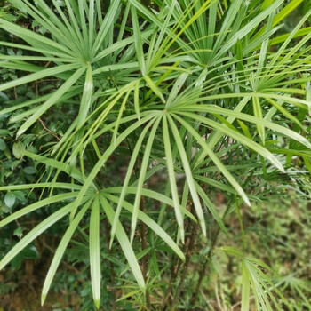 小叶棕竹 3株自然高度20厘米【图片 价格 品牌 报价】-京东