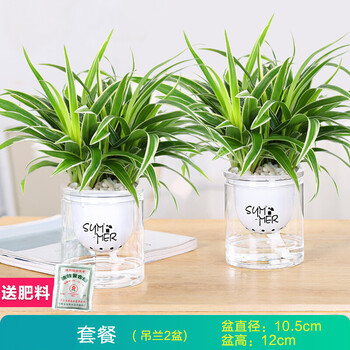 金边吊兰植物室内好养花卉盆栽桌面小绿植水养水培垂吊2盆吊兰 懒人自动吸水透明盆 含盆 图片价格品牌报价 京东