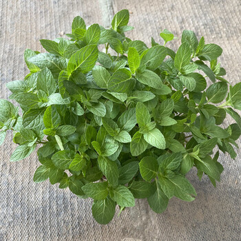 九层塔苗欧芹香草植物厨房绿植耐热熏香花草 苏格兰薄荷【1加仑】 不