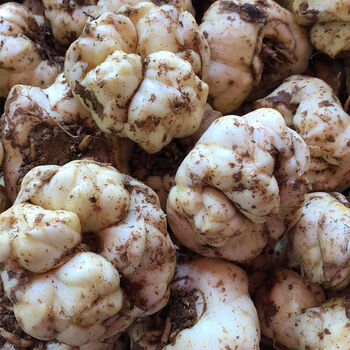 2021宜兴新鲜食用大百合药百合微苦大百合3斤